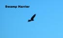 Swamp Harrier